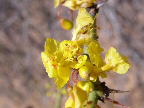 Image of Parkinsonia praecox (Ruiz & Pav.) Hawkins