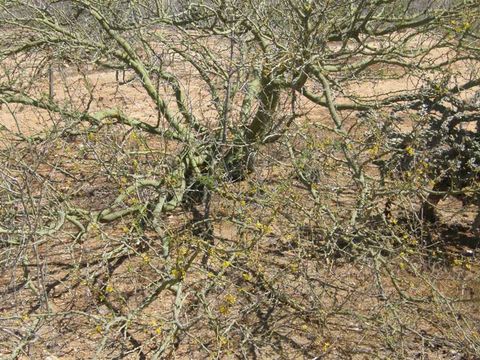 Image of Parkinsonia praecox (Ruiz & Pav.) Hawkins