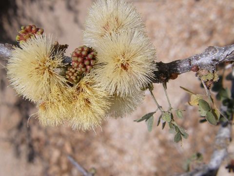 Plancia ëd Ebenopsis confinis (Standl.) Barneby & J. W. Grimes