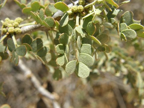 Plancia ëd Ebenopsis confinis (Standl.) Barneby & J. W. Grimes