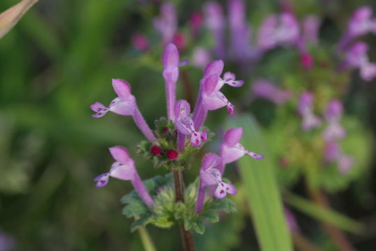 Image of common henbit