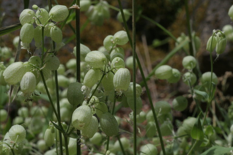 Image of Bladder Campion