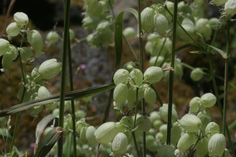 Image of Bladder Campion