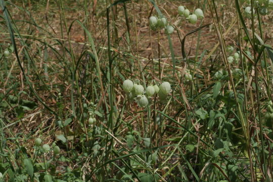 Image of Bladder Campion