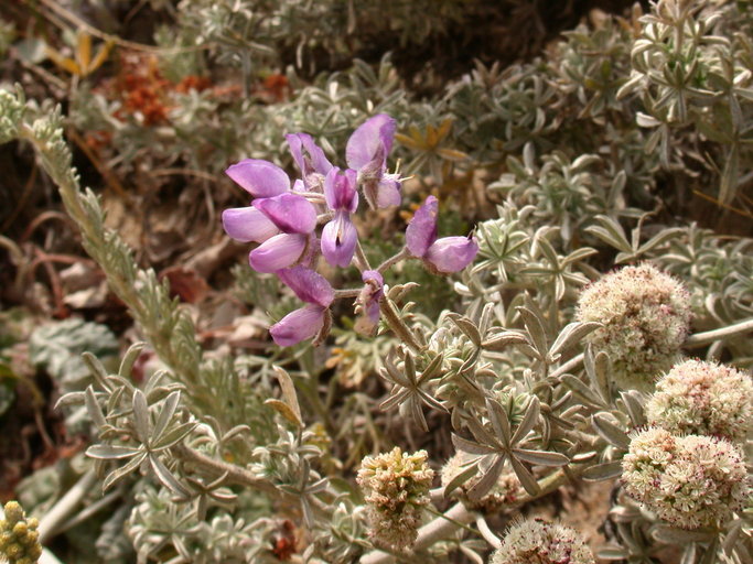 Image of Douglas' silver lupine