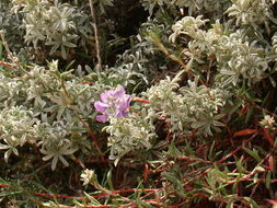 Image of Douglas' silver lupine