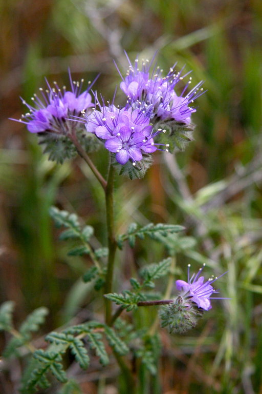 Image of lacy phacelia