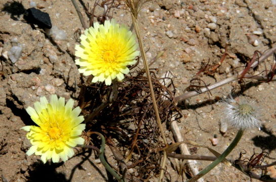 صورة Malacothrix californica DC.