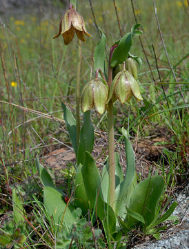 Image of stinkbells