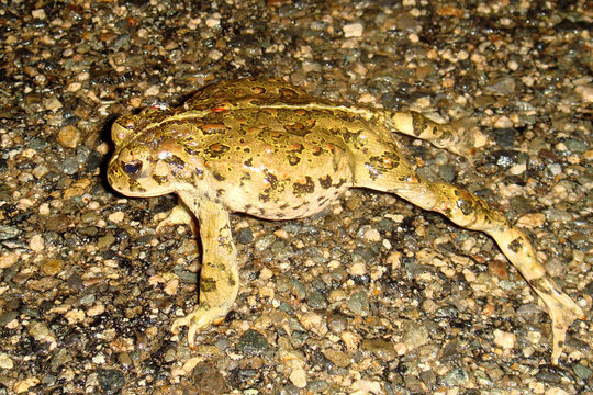 Image of western toad