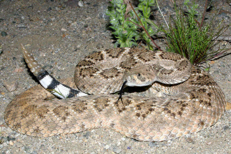 Image of Western Diamond-backed Rattlesnake