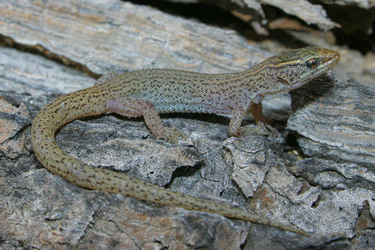 Image of Desert Night Lizard