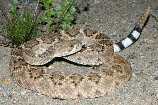 Image of Western Diamond-backed Rattlesnake