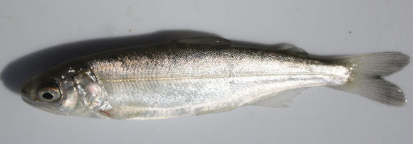 Image of Chinook Salmon