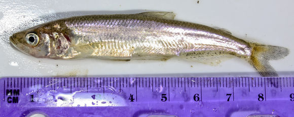 Image of Longfin Smelt