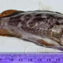 Image of Brown rockfish