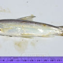 Sivun Pogonichthys macrolepidotus (Ayres 1854) kuva