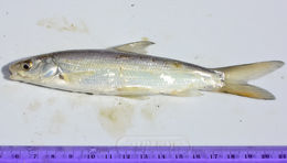 Слика од Pogonichthys macrolepidotus (Ayres 1854)
