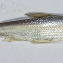 Pogonichthys macrolepidotus (Ayres 1854) resmi