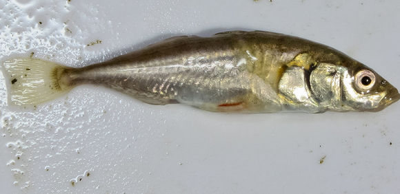 Слика од Gasterosteus aculeatus Linnaeus 1758