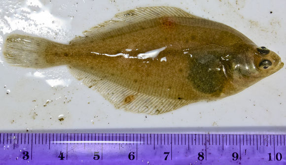 Image of English sole