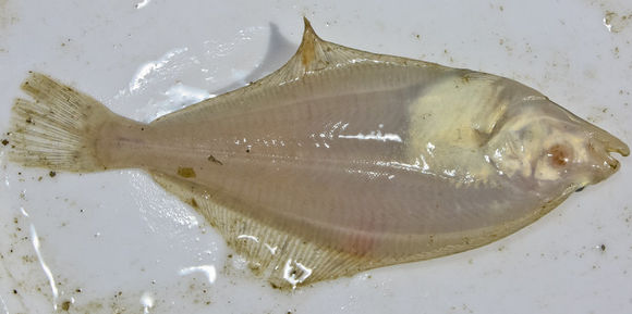 Image of English sole