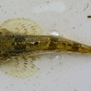 Image of Prickly Sculpin