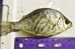 Image of Tule Perch