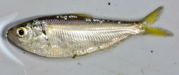 Image of Threadfin Shad