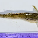 Plancia ëd Acanthogobius