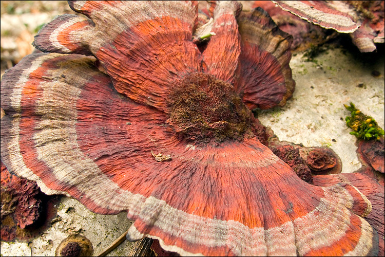 Image of Daedaleopsis tricolor (Bull.) Bondartsev & Singer 1941