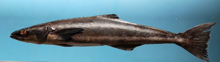 Image of Black King Fish