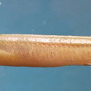 Image of Banded needlefish