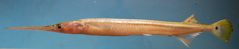 Image of Banded needlefish