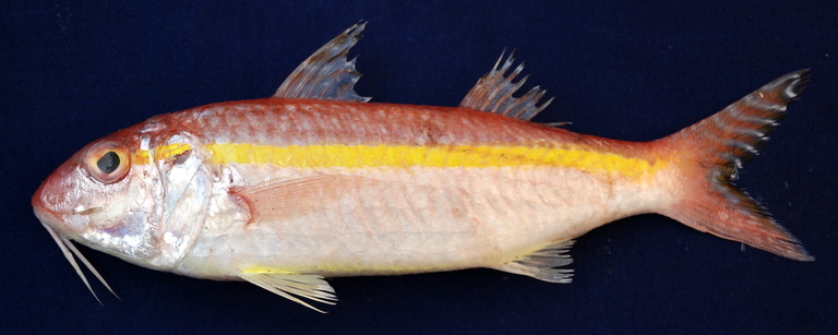 Image of Goldband goatfish