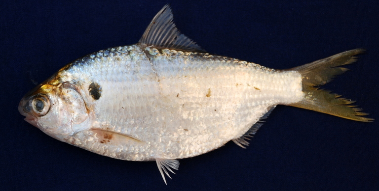 Image of Chacunda gizzard shad