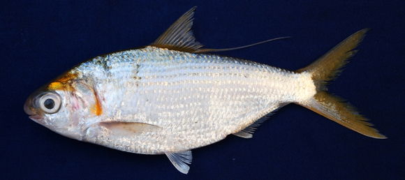 Image of Bloch's Gizzard Shad