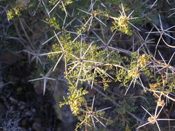 Image of Ambrosia bryantii (Curran) Payne