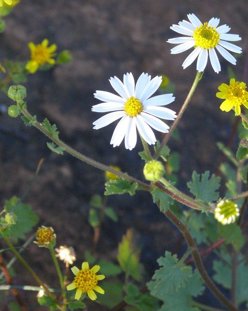 Image of Emory's rockdaisy