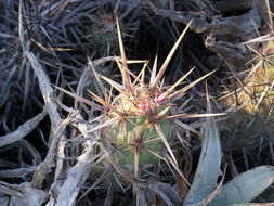 Image of Echinocereus brandegeei (J. M. Coult.) K. Schum.