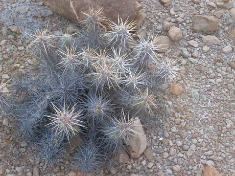 Image of Echinocereus brandegeei (J. M. Coult.) K. Schum.