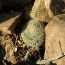 Image de <i>Mammillaria brandegeei</i> ssp. <i>lewisiana</i>