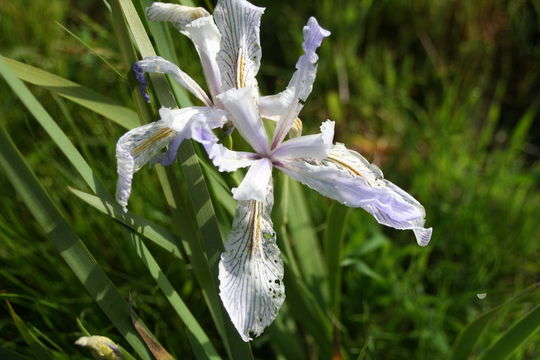 Image de Iris longipetala Herb.