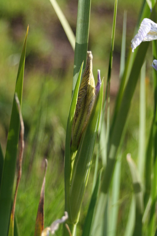 Image of Coast Iris