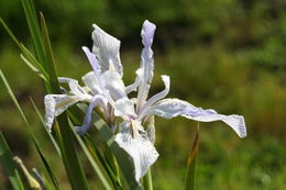 Plancia ëd Iris longipetala Herb.