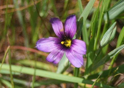 Image of western blue-eyed grass