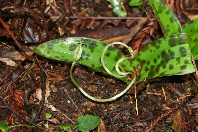 Sivun Scoliopus bigelovii Torr. kuva