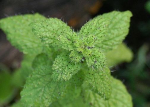 Image of western stingingnettle