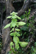 Image of western stingingnettle