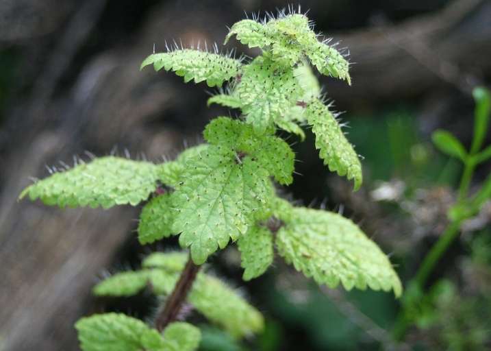 Hesperocnide tenella Torr.的圖片